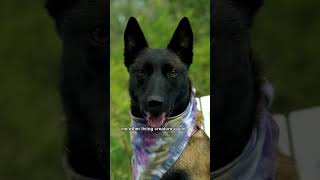 James and Odin - előzetes eredeti nyelven